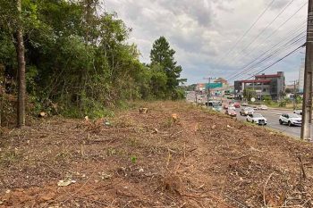 Mato do Júlio é a maior floresta urbana da região metropolitana