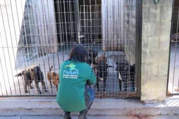 Canil tem mais de 200 animais para adoção