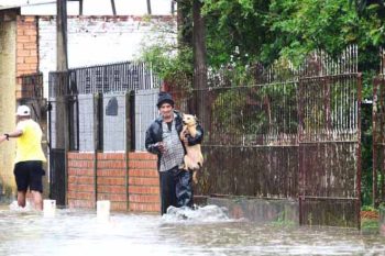 animais alagamentos