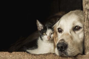 cães e gatos animal