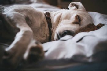 cão cachorro animais