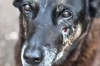 cão orelha capa