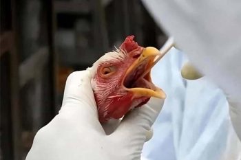 gripe aviária