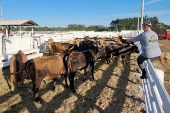 Márcia Becker, 'vereadora da causa animal', fiscalizando rodeio