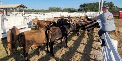 Márcia Becker, 'vereadora da causa animal', fiscalizando rodeio