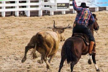 rodeio mercosul 2023 princípio animal ong rodeio mercosul 2023 princípio animal ong