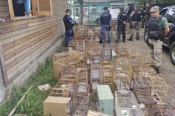 Animais foram encaminhados para Centro de Triagem de Animais Silvestres, em Porto Alegre, para, posteriormente, serem soltos