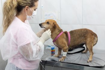 Protetores cadastrados pelo município poderão se inscrever para o benefício que garante renda para custeio de animais sob tutela. Foto: Divulgação