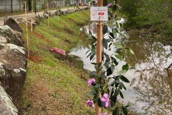 Ação da Fundação Municipal do Meio Ambiente faz parte do projeto Arborização Mais Segura
