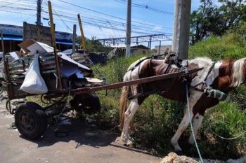 Depois dessa data, os condutores de veículos de tração animal, que forem flagrados circulando em local proibido, terão a carroça e o cavalo recolhidos