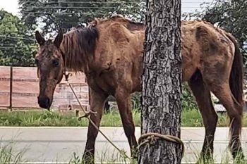 O animal foi encontrado desnutrido e com diversas escoriações