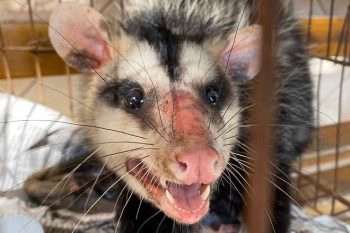 FMMA alerta que maus-tratos a animais é considerado crime ambiental
