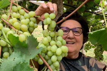 Beth, em momento de descontração em Paraí, durante uma viagem para conversar com republicanos no Interior, aproveitou para visitar um parreiral e colher uvas: a ’queridona’ vai enfrentar os ’raposões’ que temem a proximidade dela com JJ.