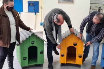 Madeiras e telhas foram transformadas em abrigos para cães adotados