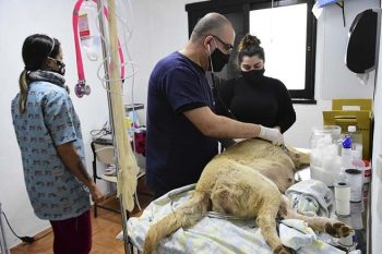 No local, são oferecidos serviços de castração, consultas, procedimentos de emergência, disponibilização de medicamentos contra esporotricose e realizamos vistoria de denúncias que envolvam maus tratos a animais