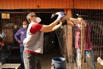 Fundação de Meio Ambiente recolheu animais que estavam em estabelecimento que funcionava de maneira irregular há mais de dois anos