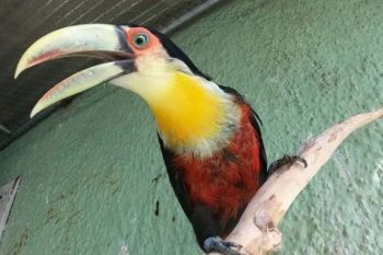 No último ano, a Secretaria Municipal de Meio Ambiente, Sustentabilidade e Bem-Estar Animal resgatou cerca de 350 animais silvestres, de diferentes espécies