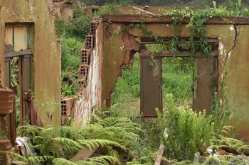 Um ano após a tragédia, o verde ressurge no povoado fantasma de Bento Rodrigues | Foto DOUGLAS MAGNO