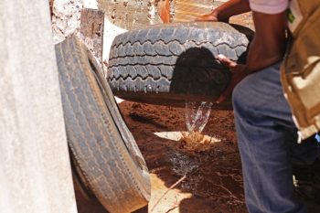Ações para eliminar focos do mosquito que transmite a doença começam essa semana em Canoas e precisam contar com a ajuda de moradores. Foto: Agência Brasil